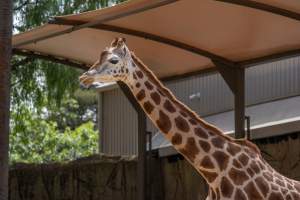 Captive giraffe - Captured at Melbourne Zoo, Parkville VIC Australia.