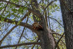 Red Panda - Captured at Melbourne Zoo, Parkville VIC Australia.
