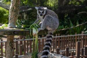 Lemur with food - Captured at Melbourne Zoo, Parkville VIC Australia.