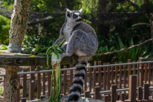 Lemur with food - Captured at Melbourne Zoo, Parkville VIC Australia.