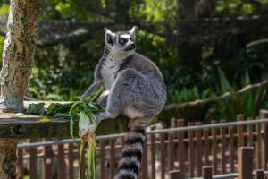 Lemur with food - Captured at Melbourne Zoo, Parkville VIC Australia.