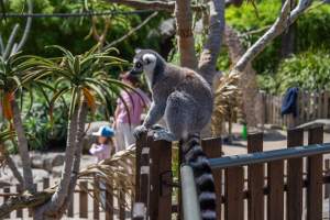 Lemur with food - Captured at Melbourne Zoo, Parkville VIC Australia.