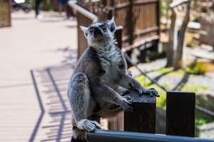 Lemur - Captured at Melbourne Zoo, Parkville VIC Australia.
