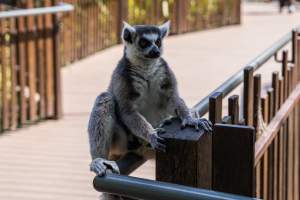 Lemur - Captured at Melbourne Zoo, Parkville VIC Australia.