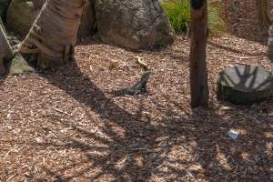 Reptile in lemur enclosure - Captured at Melbourne Zoo, Parkville VIC Australia.