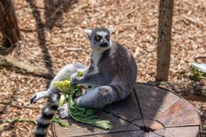 Lemur with food - Captured at Melbourne Zoo, Parkville VIC Australia.