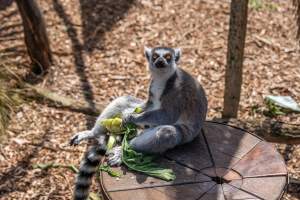 Lemur with food - Captured at Melbourne Zoo, Parkville VIC Australia.