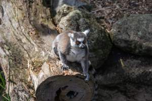 Lemur on log - Captured at Melbourne Zoo, Parkville VIC Australia.