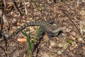 Reptile in lemur enclosure - Captured at Melbourne Zoo, Parkville VIC Australia.