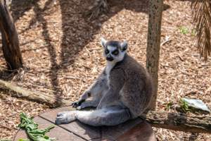 Lemur on log - Captured at Melbourne Zoo, Parkville VIC Australia.