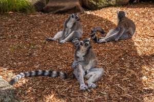 Group of lemurs - Captured at Melbourne Zoo, Parkville VIC Australia.