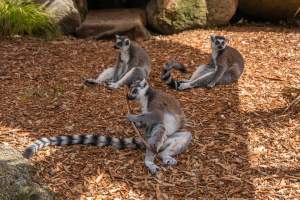 Group of lemurs - Captured at Melbourne Zoo, Parkville VIC Australia.