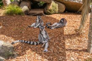 Group of lemurs - Captured at Melbourne Zoo, Parkville VIC Australia.