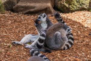 Group of lemurs - Captured at Melbourne Zoo, Parkville VIC Australia.