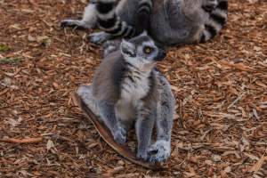 Group of lemurs - Captured at Melbourne Zoo, Parkville VIC Australia.