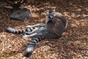 Group of lemurs - Captured at Melbourne Zoo, Parkville VIC Australia.