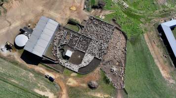 Captured at Mayfield Sheep Farm, Mayfield NSW Australia.