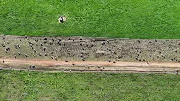 Captured at Mayfield Sheep Farm, Mayfield NSW Australia.