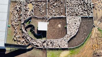 Captured at Mayfield Sheep Farm, Mayfield NSW Australia.