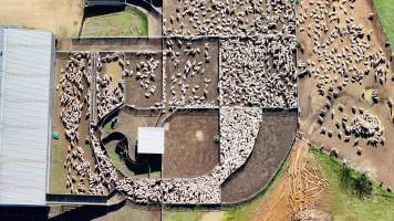 Captured at Mayfield Sheep Farm, Mayfield NSW Australia.