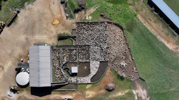 Captured at Mayfield Sheep Farm, Mayfield NSW Australia.