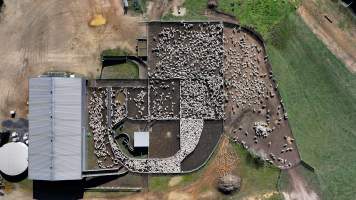 Captured at Mayfield Sheep Farm, Mayfield NSW Australia.