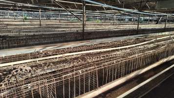 Captured at Damjonovic and Sons - Cage Eggs, Eastern Creek NSW Australia.