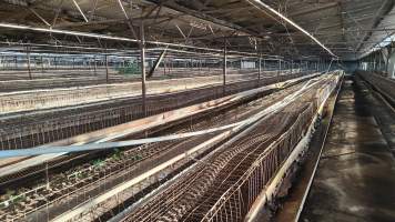 Captured at Damjonovic and Sons - Cage Eggs, Eastern Creek NSW Australia.