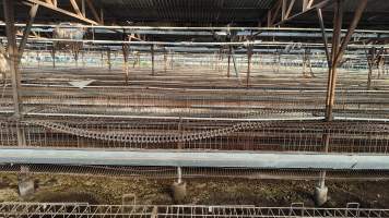 Captured at Damjonovic and Sons - Cage Eggs, Eastern Creek NSW Australia.