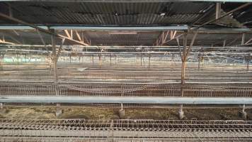Captured at Damjonovic and Sons - Cage Eggs, Eastern Creek NSW Australia.