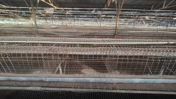 Captured at Damjonovic and Sons - Cage Eggs, Eastern Creek NSW Australia.