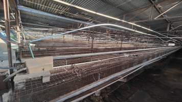 Captured at Damjonovic and Sons - Cage Eggs, Eastern Creek NSW Australia.
