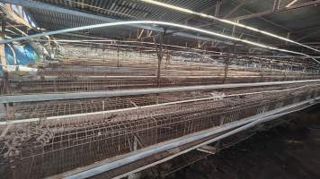 Captured at Damjonovic and Sons - Cage Eggs, Eastern Creek NSW Australia.