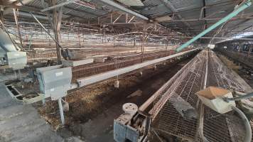 Captured at Damjonovic and Sons - Cage Eggs, Eastern Creek NSW Australia.