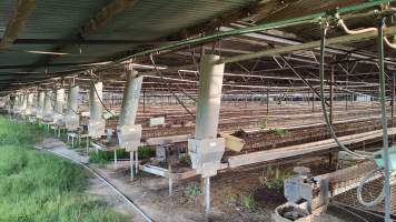 Captured at Damjonovic and Sons - Cage Eggs, Eastern Creek NSW Australia.