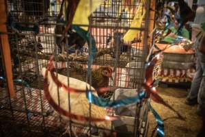 Cumberland County 4-H Fair & Livestock Auction - Captured at Cumberland County Fairgrounds, Millville NJ United States.