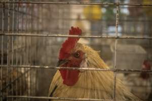 Cumberland County 4-H Fair & Livestock Auction - Captured at Cumberland County Fairgrounds, Millville NJ United States.