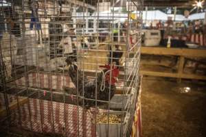 Cumberland County 4-H Fair & Livestock Auction - Captured at Cumberland County Fairgrounds, Millville NJ United States.