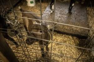 Cumberland County 4-H Fair & Livestock Auction - Captured at Cumberland County Fairgrounds, Millville NJ United States.