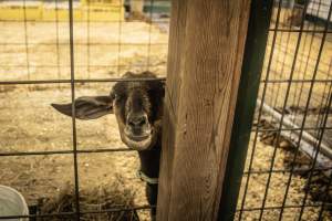 Cumberland County 4-H Fair & Livestock Auction - Captured at Cumberland County Fairgrounds, Millville NJ United States.