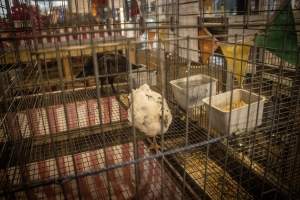 Cumberland County 4-H Fair & Livestock Auction - Captured at Cumberland County Fairgrounds, Millville NJ United States.