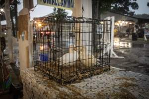 Cumberland County 4-H Fair & Livestock Auction - Captured at Cumberland County Fairgrounds, Millville NJ United States.