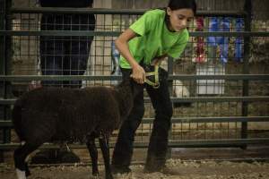 Cumberland County 4-H Fair & Livestock Auction - Captured at Cumberland County Fairgrounds, Millville NJ United States.