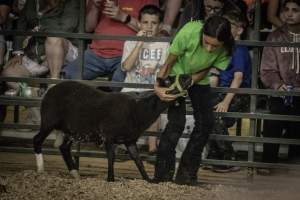 Cumberland County 4-H Fair & Livestock Auction - Captured at Cumberland County Fairgrounds, Millville NJ United States.