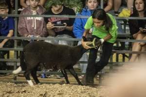 Cumberland County 4-H Fair & Livestock Auction - Captured at Cumberland County Fairgrounds, Millville NJ United States.