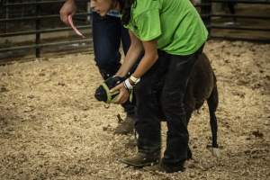 Cumberland County 4-H Fair & Livestock Auction - Captured at Cumberland County Fairgrounds, Millville NJ United States.