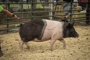Cumberland County 4-H Fair & Livestock Auction - Captured at Cumberland County Fairgrounds, Millville NJ United States.