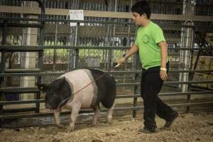 Cumberland County 4-H Fair & Livestock Auction - Captured at Cumberland County Fairgrounds, Millville NJ United States.