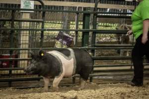 Cumberland County 4-H Fair & Livestock Auction - Captured at Cumberland County Fairgrounds, Millville NJ United States.