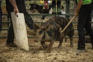 Cumberland County 4-H Fair & Livestock Auction - Captured at Cumberland County Fairgrounds, Millville NJ United States.